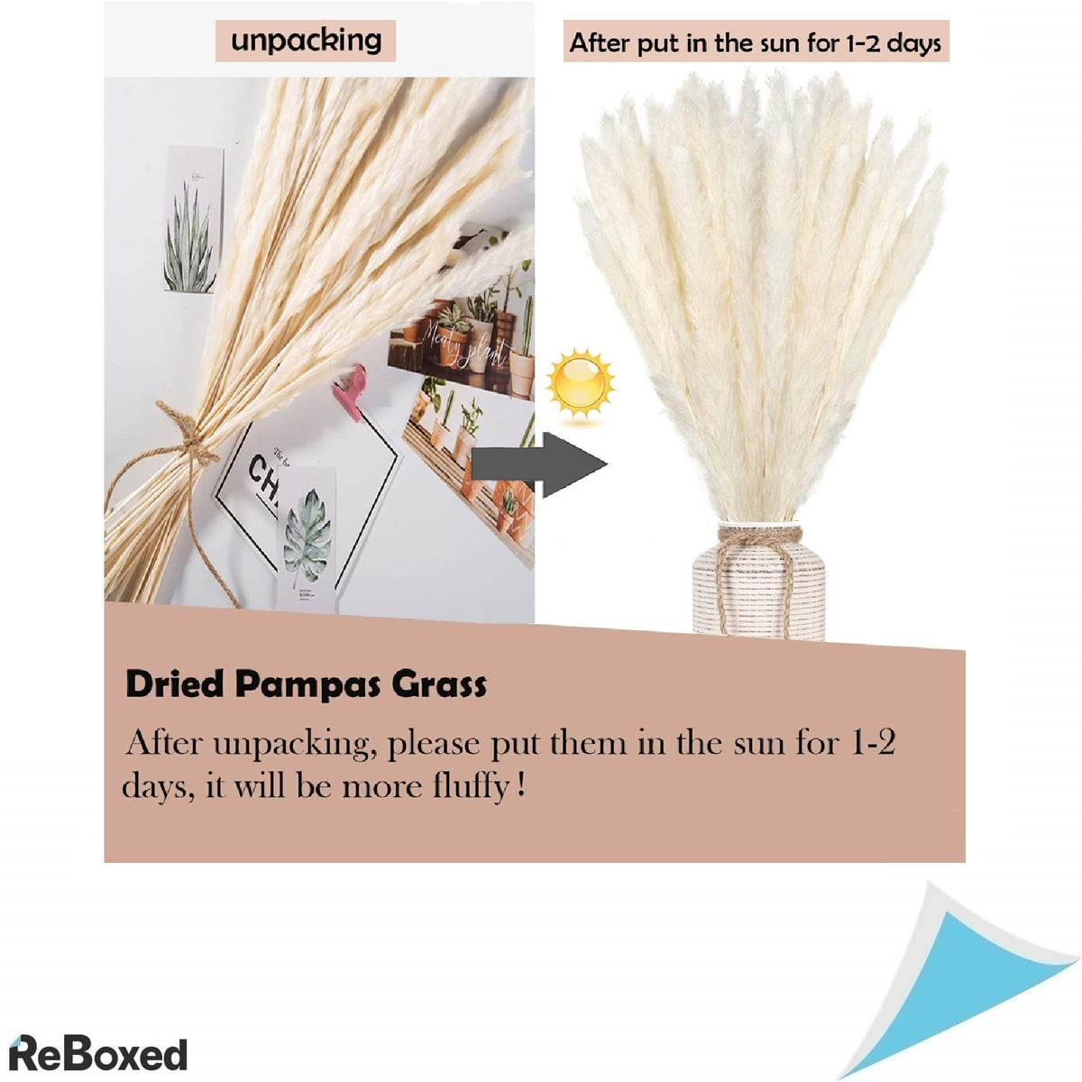 Aior Pampas Set 30 Bucati Plante Uscate Decorative 60cm