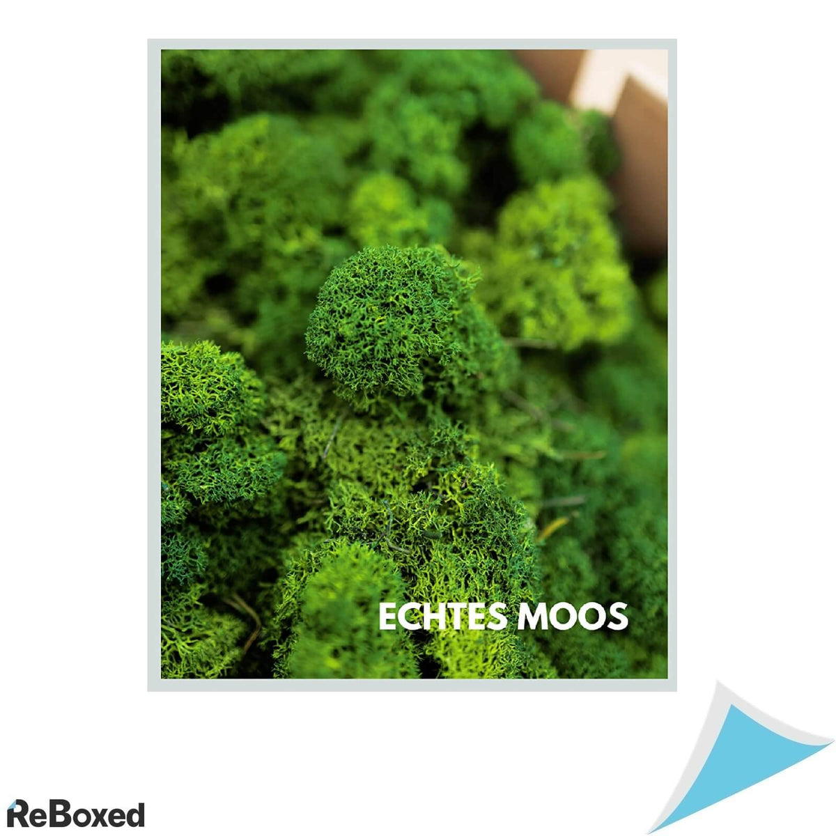 Mia Milano Licheni Muschi Moss Real 500g Decoratiuni Tablouri